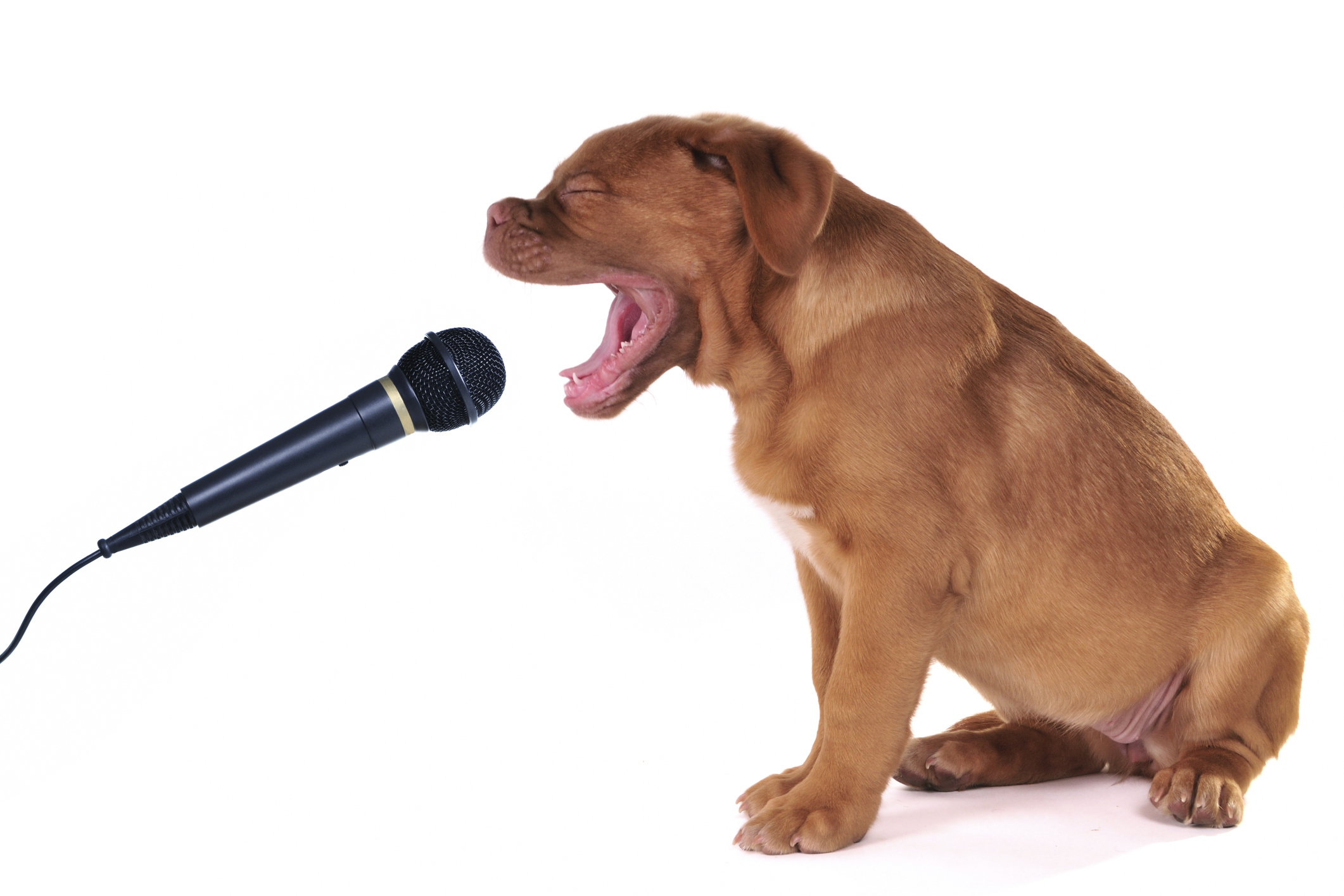 Почему собаки звук. Собака с микрофоном. Пес с микрофоном. Собака поет. Животное с микрофоном.
